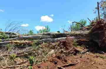 Quedas - Derrubada de araucária leva à prisão em flagrante de homem 